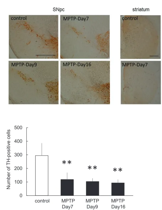 Fig. 1 Effect of MPTP on DAergic neurons in the SNpc and the striatum. 