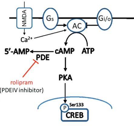Fig. 9 Schematic illustration of the CREB phosphorylation signaling pathway.