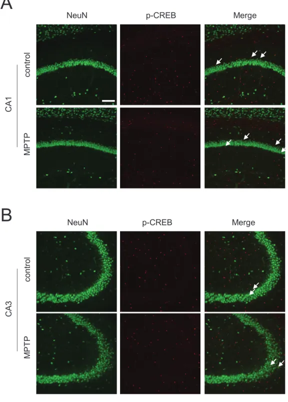 Fig. 14 Analysis of p-CREB expression in hippocampal CA1 and CA3 after fear extinction