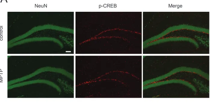 Fig. 15 Analysis of p-CREB expression in hippocampal DG after extinction training. 