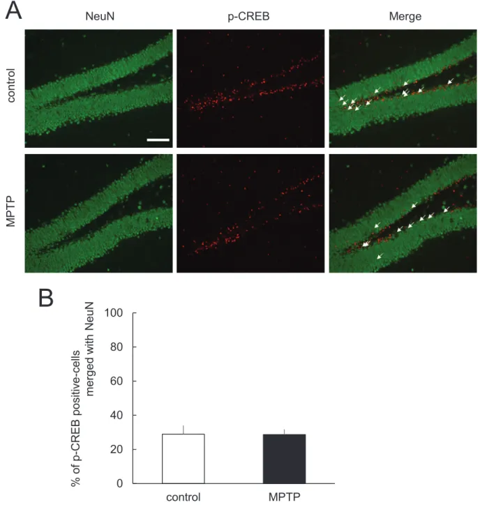 Fig. 16 Analysis of the percentage of p-CREB positive-cells positive for NeuN in  hippocampal DG after extinction training.