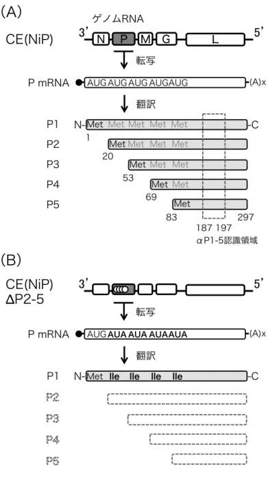 図 11--11..  C CEE((N NiiPP))株 株   ((A A))   お およ よび び C CEE((N NiiPP))∆∆PP22--55 株 株   ((B B))   の のゲ ゲノ ノム ム   構 構成 成、 、な なら らび びに に各 各 PP 遺 遺伝 伝子 子 m mR RN NA A か から ら発 発現 現す する る PP 蛋 蛋白 白質 質   ア アイ イソ ソフ フォ ォー ーム ムの の模 模式 式図 図   白丸（○）は P 遺伝子上に導入された変異[A