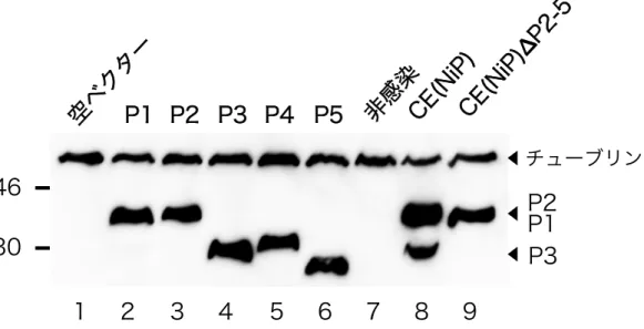 図 11--22..  C CEE((N NiiPP))株 株お およ よび び C CEE((N NiiPP))∆∆PP22--55 株 株感 感染 染 N NA A 細 細胞 胞に に   お おけ ける るア アイ イソ ソフ フォ ォー ーム ムの の発 発現 現パ パタ ター ーンン    CE(NiP)株および CE(NiP)∆P2-5 株の感染 NA 細胞を、P1～P5 を  発現させるため各々pCAGGS-P1～-P5 を導入した NA 細胞と共に、  ウエスタンブロットにより解析した。30