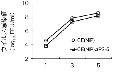図 11--44..  N NA A 細 細胞 胞に にお おけ ける る C CEE((N NiiPP))株 株お およ よび び C CEE((N NiiPP))∆∆PP22--55 株 株の の   増