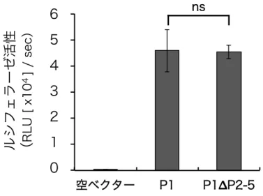 図 22--55..  C CEE((N NiiPP))株 株お およ よび び C CEE((N NiiPP))∆∆PP22--55 株 株の の PP11 の の   ウ ウイ イル ルス ス R RN NA A 合 合成 成に にお おけ ける る機 機能 能性 性   空ベクター、pCAGGS-P1 もしくは pCAGGS-P1∆P2-5 を、ルシフ  ェラーゼ発現ミニゲノムプラスミド、N 蛋白質発現プラスミドおよ  び L 蛋白質発現プラスミドと共に、NA 細胞に導入した。導入２日  後に細胞を回