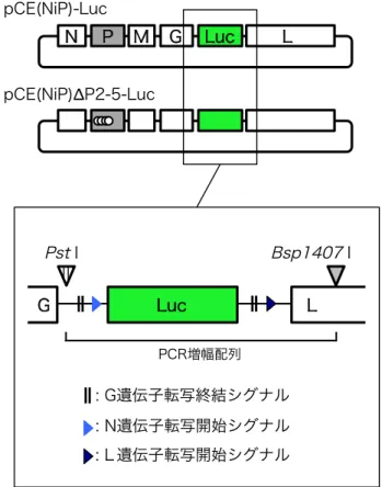 図 33--11..  ((A A))ゲ ゲノ ノム ムプ プラ ラス スミ ミド ド ppC CEE((N NiiPP))--LLuucc の の模 模式 式図 図   ((B B))C CEE((N NiiPP))--LLuucc 株 株お およ よび び C CEE((N NiiPP))∆∆PP22--55--LLuucc 株 株の の  
