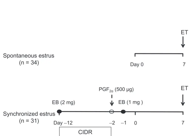 Fig. 1-2. Schematic views of treatments for estrus synchronization. The estrus of cows in the spontaneous estrus group (n = 34) was detected without synchronization
