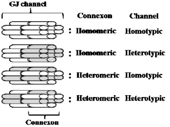 Fig. 2    Gap junction (GJ)  channels composing of different connexin