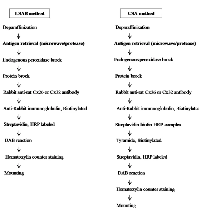 Fig. 3    Immunochemical procedure for Cxs stains by labeled streptavidin (LASB) and  catalyzed signal amplification (CSA) methods 