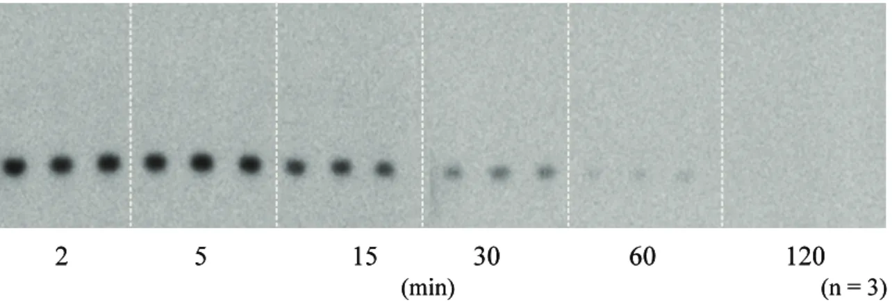 Fig.  6. Metabolic stability of DRM106 in normal male SD rats. The brain samples were  collected at scheduled time points after i.v