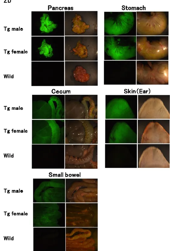 Figure 1-2b. EGFP expression patterns in various tissues. All  images were taken under the same intensity of 489nm excitation  light (left slide) and visible  light (right slide).