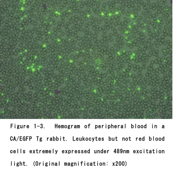 Figure  1-3.    Hemogram  of  peripheral  blood  in  a  CA/EGFP  Tg  rabbit.  Leukocytes   but  not  red  blood  cells  extremely  expressed  under  489nm  excitation  light