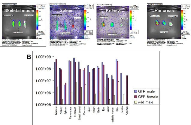 Figure 1-4. Quantification of excitation light using  in vivo  imaging system (IVIS). A: Luminescent image, B: Digitized data  using image processing software