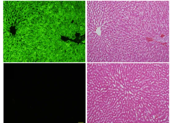 Figure  1-6.  EGFP  expression  in  hepatocytes.  