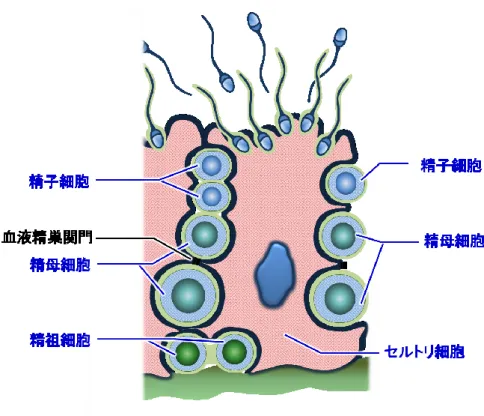 FIGURE 1.    Schematic picture of spermatogenesis in the germinal epithelium 