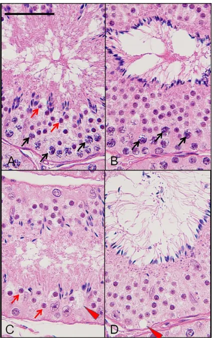 FIGURE 4. Representative histopathological changes in the testis of cynomolgus monkey treated  with vehicle (A and B) or EGME at 300 mg/kg (C and D)