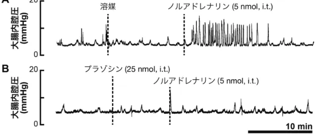 Fig. 18    α1 アドレナリン受容体サブタイプ選択的拮抗薬を用いた薬理学的検討  大腸内腔圧の変化の典型例を示す。（A）溶媒，（B）プラゾシン投与後にノルア ドレナリンを投与した場合のデータを示している。溶媒投与後にノルアドレナ リン（5 nmol, i.t.）を投与したところ，大腸運動が亢進した。一方，プラゾシン （25 nmol, i.t.）を脊髄に前投与した場合，ノルアドレナリンによる大腸運動への 影響はみられなかった。i.t.は脊髄内投与を示す。同様の結果が各群４匹のラッ トから再現性よく
