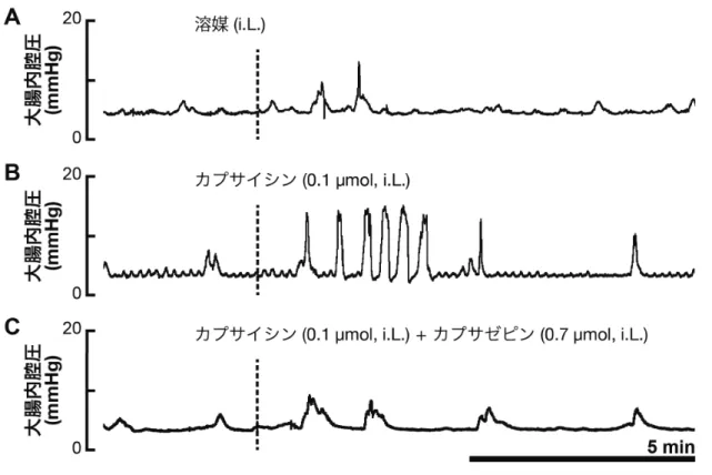 Fig. 20    カプサイシンの大腸管腔内投与による大腸運動促進作用  薬剤の投与前後の大腸内腔圧の変化の典型例を示す。結直腸管腔内への（A）溶 媒の投与，（B）カプサイシンの投与，（C）カプサイシンとカプサゼピンの同時 投与した場合のデータを示している。溶媒の管腔内投与では大腸運動に影響は みられなかった（n=3）。一方，カプサイシン（0.1 µmol）を管腔内に投与したと ころ，大腸運動が亢進した（n=5）。TRPV1 拮抗薬のカプサゼピン（0.7  µmol） をカプサイシン（0.1 µmol）と