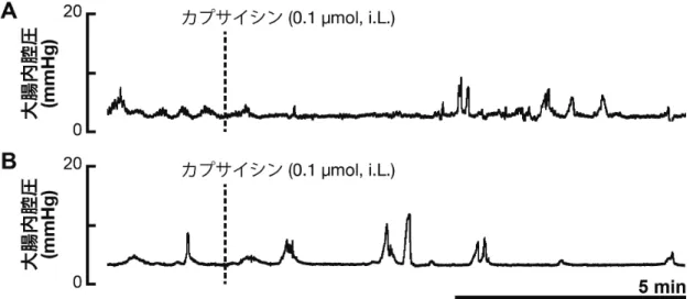 Fig. 21    カプサイシンの作用に対する神経経路切断の影響  カプサイシン投与前後の大腸内腔圧の変化の典型例を示す。（A）骨盤神経切断 下， （B）胸部脊髄切断下でカプサイシン（0.1 µmol）を結直腸管腔内に投与した 場合のデータを示している。骨盤神経または胸部脊髄を切断した状態では，カ プサイシン（0.1 µmol）を管腔内に投与しても，大腸運動への影響はみられなか った。i.L.は結直腸管腔内投与を示す。 
