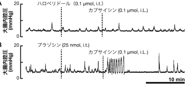 Fig. 22    カプサイシンの作用に対する脊髄排便中枢における  ドパミンおよびノルアドレナリンの関与  薬剤の投与前後の大腸内腔圧の変化の典型例を示す。 （A）ハロペリドール， （B） プラゾシンを脊髄排便中枢に投与した後に，カプサイシンを大腸管腔内に投与 した場合のデータを示している。D2 様ドパミン受容体拮抗薬のハロペリドール （0.1 µmol）を脊髄排便中枢に投与後，カプサイシン（0.1  µmol）を結直腸管腔 内に投与したところ，大腸運動に変化はみられなかった（n=4）。一方，プラゾ シ