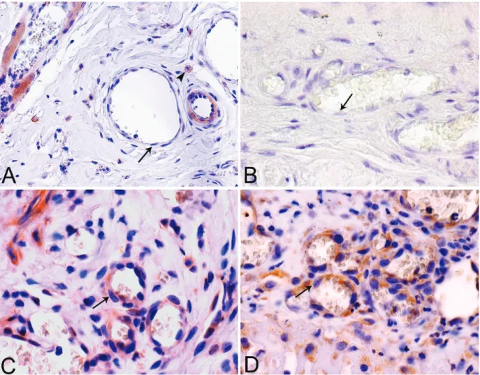 Figure 2. Detection of urokinase plasminogen activator (uPA) and uPA receptor (uPAR) in normal  canine tissues and granulation tissue