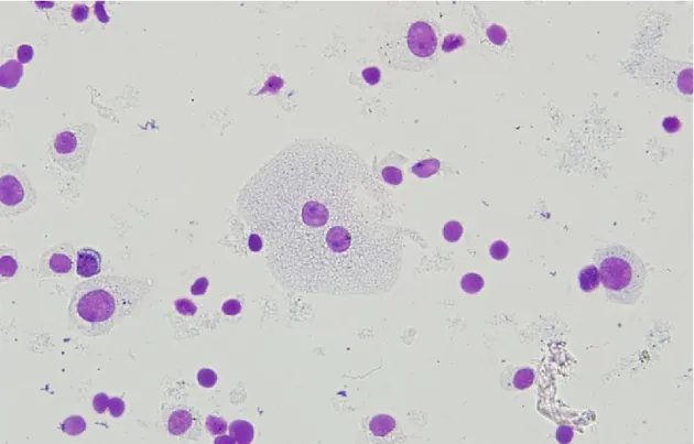 Fig. 2    Bladder cells (nuclei) from a female rat treated with corn oil, obtained by the mincing  method
