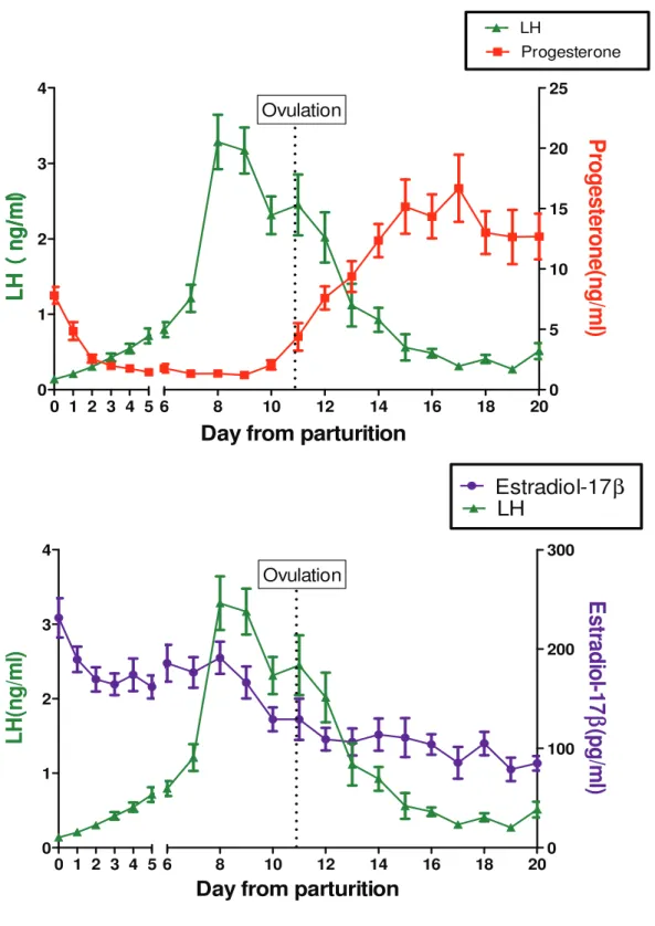 Fig. 4-8 (A)  Comparing the change in serum concentration of  LH ( ڸ ) with progesterone ( ڦ ) 