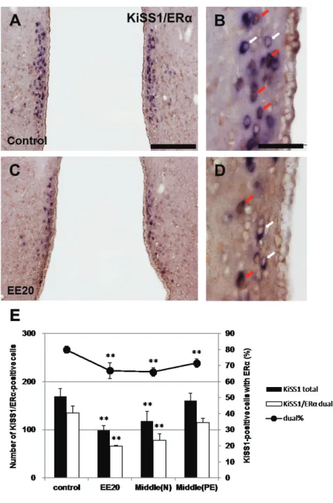 Fig. 1-6 Representative images of dual-labeling ISH/IHC for KiSS1/ERα in the AVPV in control (A  and B) and EE20 (C and D) groups