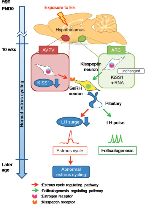 Fig. 1-8 Proposed pathway for the delayed effect. Neonatal exposure to EE induces an AVPV-specific  decrease in KiSS1 and ER _ mRNA expression and a consequent attenuation of LH surge in young  adult rats, leading to the early onset of abnormal estrous cyc