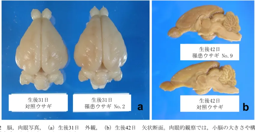 図 2  脳，肉眼写真，（a）生後31日  外観，（b）生後42日  矢状断面。肉眼的観察では，小脳の大きさや構造に 顕著な違いを確認することはできない。 57 生後42日    罹患ウサギ No.9 生後42日   対照ウサギ 生後31日   罹患ウサギ No.2 生後31日   対照ウサギ a  b 