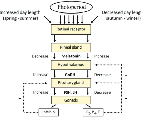 Fig. 1.2  The hypothalamic-pituitary-gonadal (HPG) axis. E 2 : estradiol, P 4 : progesterone and  T: testosterone