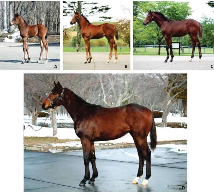 Fig.  1.1    Development  of  Thoroughbred  horse  from  foal  to  yearling  in  Hidaka  Training  and  Research Center, Hokkaido; (A) 2 days; (B) 2 months; (C) 4 months; (D) 12 months of age