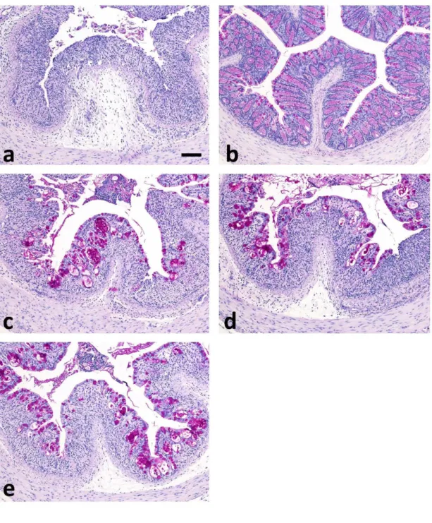 Figure 4.    Representative PAS images of histological findings in the distal colon in  DSS-induced colitis inhibition study (chapter 1)   
