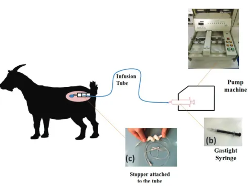 Fig. 4-1.  Diagram of intravaginal infusion in an anestrus goat.  Infusion pump (EICOM  EP-60  Micro  Syringe  Pump;  Eicom  Corp,  Kyoto,  Japan;  a)  was  plugged  with  syringe  (Hamilton Gastitght ®  Syringe 5.0 ml; Nevada, USA; b) and connected with a