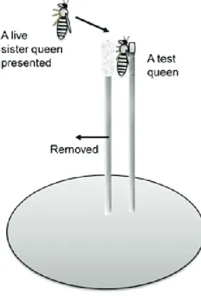 Fig. 1-2. Setups for stinging experiments. The test queen was stuck on a toothpick (height: 