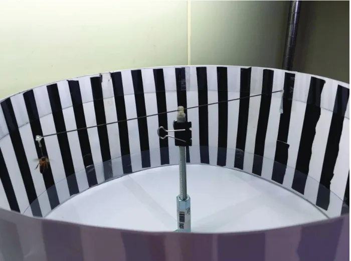 Fig. 2-1. Flight mill. A flight mill attached virgin queen for observing flight. 