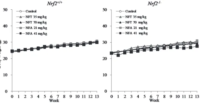 Fig. 3.    Growth curves for Nrf2 +/+  (left panel) and Nrf2 -/-  (right panel) mice treated with  NFT  or  NFA  for  13  weeks
