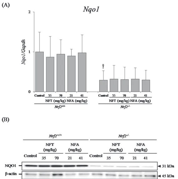 Fig. 4.    Changes in the Nrf2-target gene Nqo1 at the mRNA (A) and protein levels (B)