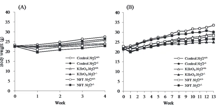 Fig.  7.    Growth  curves  for  Nrf2 +/+   or  Nrf2 -/-   mice  treated  with  KBrO 3   or  NFT  for  4  weeks  (A) or 13 weeks  (B)