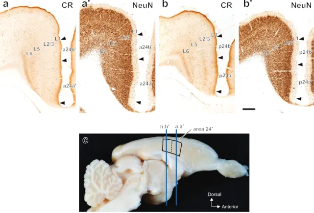 Fig. 1  % % ) % %)  AnteriorDorsal&amp;