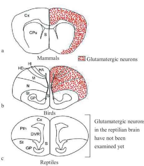 Fig. 1.2. Schematic diagrams of frontal sections of the pallium and subpallium are  represented in mammals (a) based on VGLUT1 expression (38, 39, 92) and in birds (b)  based on VGLUT2 expression (60, 64)