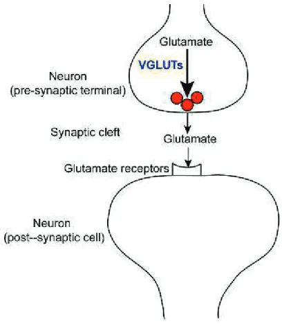 Fig. 1.1. Schematic diagram of glutamatergic transmission in mammals. Glutamate is  regulated by VGLUTs into synaptic vesicles of presynaptic terminals