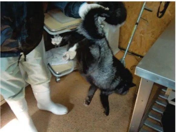 Fig . 3.      A red fox retained by a restraining tong with upper holding the tail    㻌