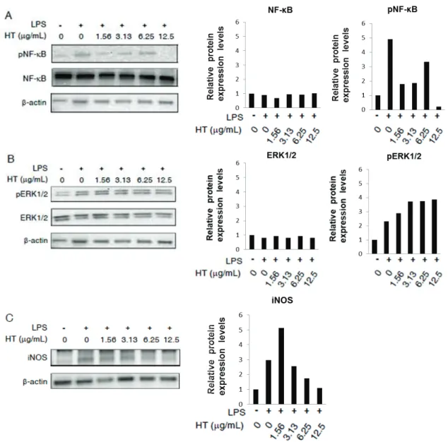 Fig. 6.  Expression of pNF-κB (A), pERK1/2 (B), and iNOS (C) in RAW264.7 cells  cultured with LPS (0.25 μg/mL) and HT (0–12.5 μg/mL)
