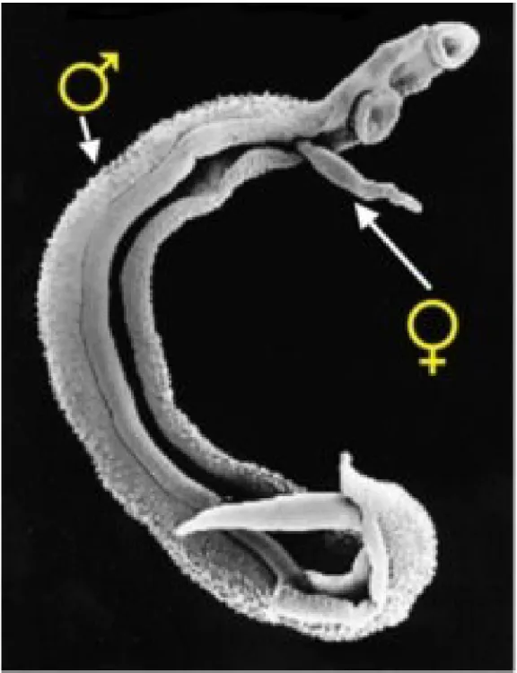Figure 2: Scanning electron microscopic image of a pair of schistosome worms. 