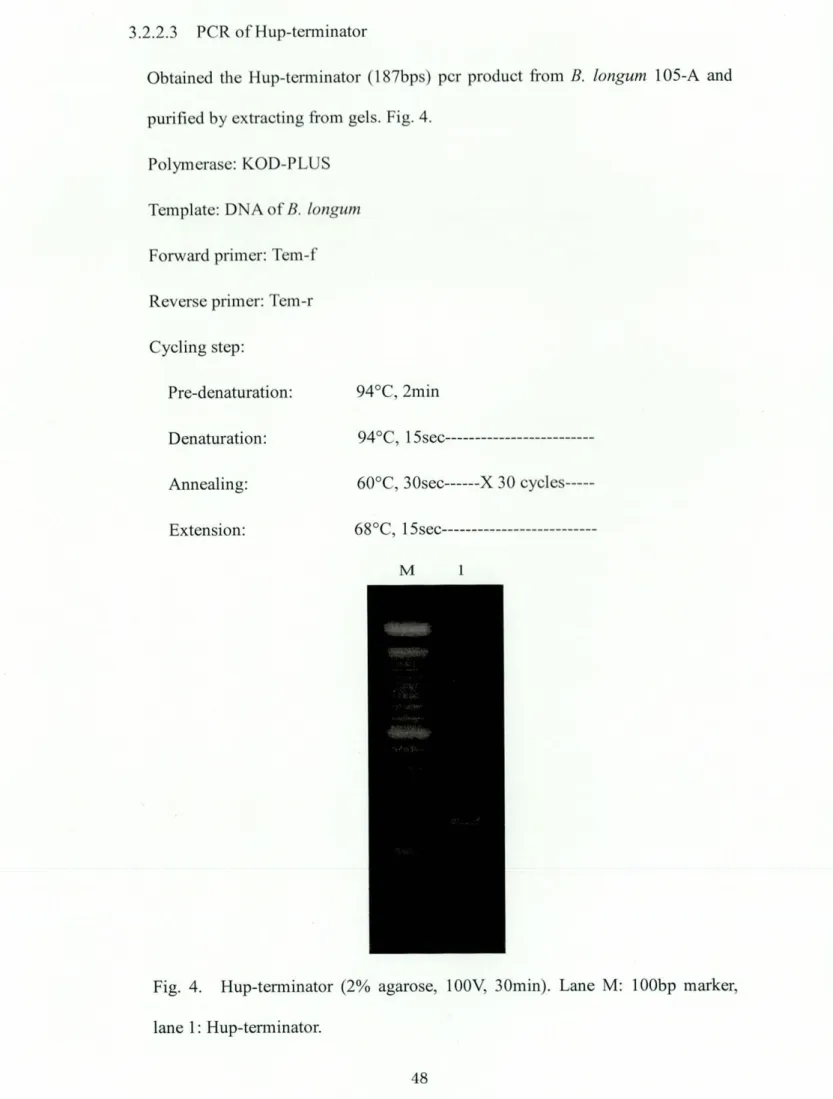 Fig. 4. Hup‑terminator (2% agarose, 100V, 30min). Lane M: 100bp marker, lane 1 : Hup‑terminator.