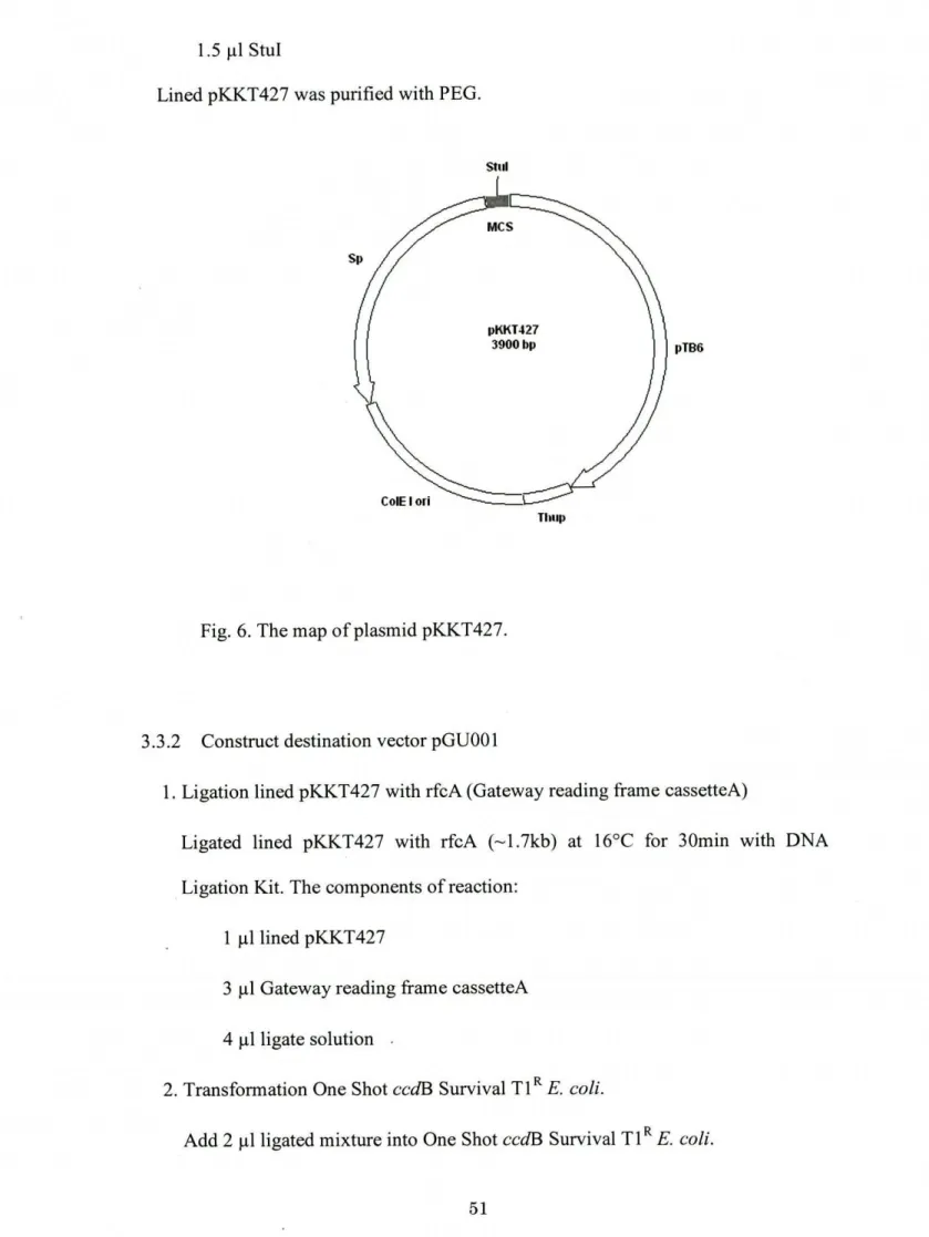 Fig. 6. The map ofplasmid pKKT427.