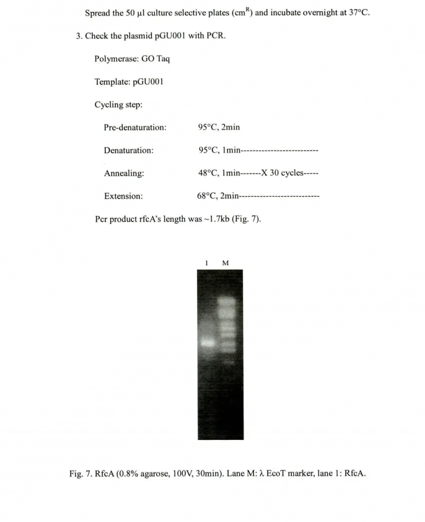 Fig. 7. RfcA (0.8% agarose, 100V, 30min). Lane M: i EcoT marker, lane 1 : RfcA.