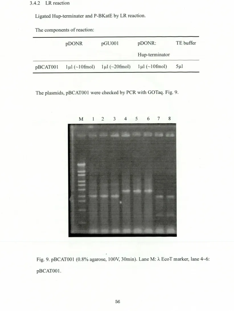 Fig. 9. pBCATOO1 (0.8% agarose, 100V, 30min). Lane M: i EcoT marker, lane 4‑6: