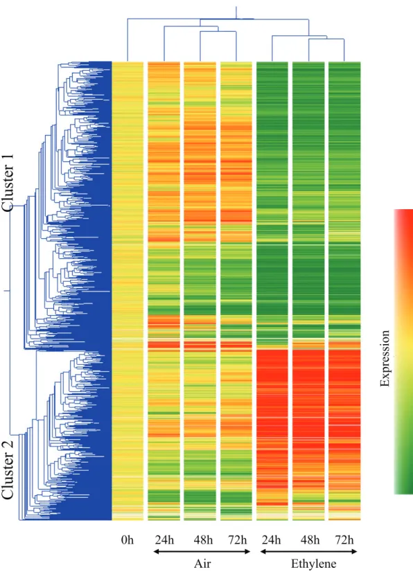 Fig. 2-2. Hierarchical cluster analysis of 1439 ethylene responsive genes with more than  3-fold expression changes between ethylene and air treatments (ethylene/air signal  intensity ratio)